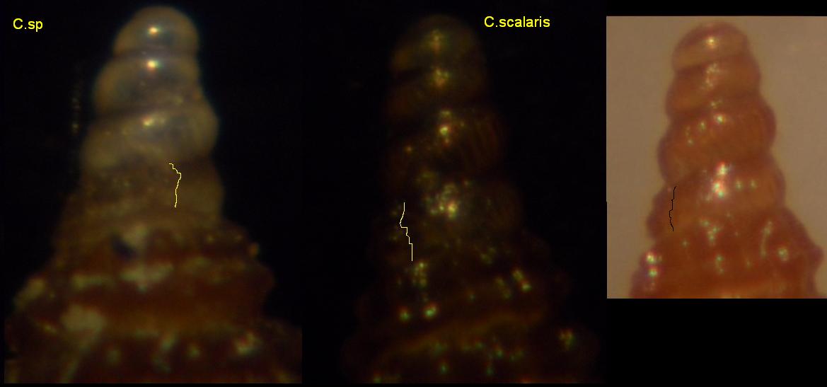 cerithiopsis tubercolaris???